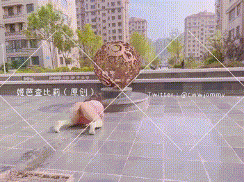 图片[1]-【推特】骚婊尤物【姬芭查比莉】露出调教 合集【43V 1.39G】【PK】 • 欲泽社 - 全网每日精品资源-欲泽社 - 全网每日精品资源